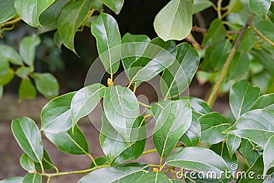 Shiny evergreen leaves of False Camphor tree Cinnamomum glanduliferum or Nepal camphor tree in spring Arboretum Stock Photo