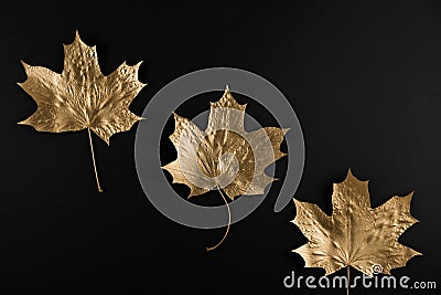 Shiny Golden maple leaf on black background. Flat lay, top view. Minimal autumn composition concept. Stock Photo