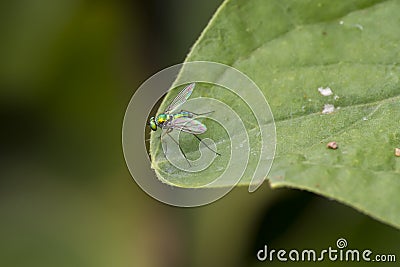 Shiny Green Fly with Rainbow wings Stock Photo