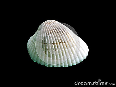 Shiny macro single seashell Stock Photo
