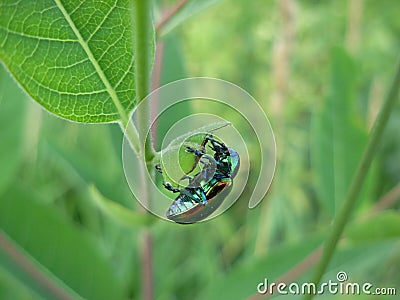 Shiny metallic irridescent dogbane beetle Stock Photo