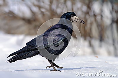 Shiny Rook stands on hard snow in winter Stock Photo