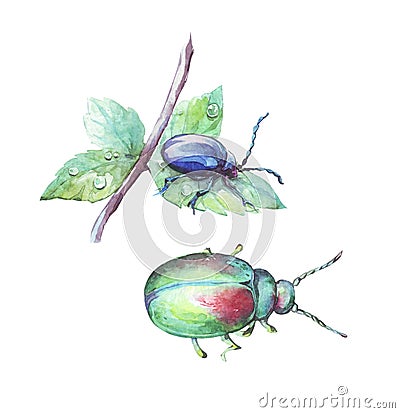 Shiny scarab and alder leaf beetle Stock Photo