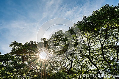 Shiny sun ray through the rain tree branches and leaves Stock Photo