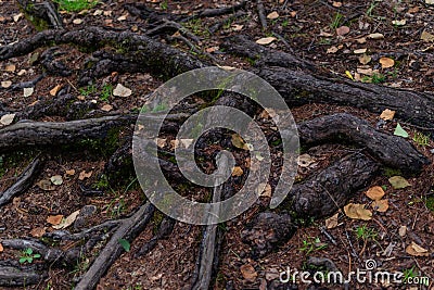 Shiny twisty brown tangled roots of tree in forest in damp ground with yellow dry autumn leaves and grass Stock Photo