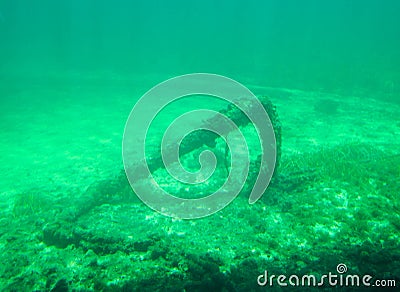 Ship Anchor Underwater: Busselton Jetty Stock Photo