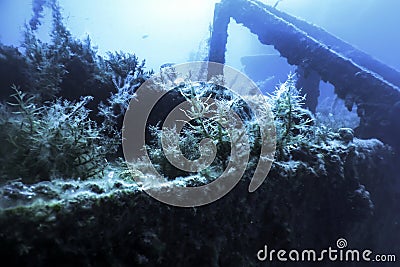 Shipwreck in the Blue Water, Rusty Shipwreck with Growing Corals Stock Photo