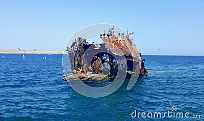 Shipwrecked boat and seabirds Stock Photo