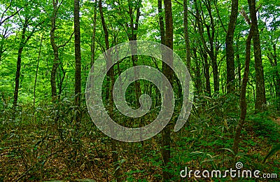 Shirakami-Sanchi in Aomori, Japan Stock Photo