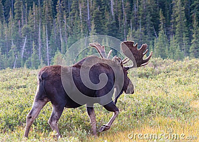 Shiras Bull Moose Stock Photo