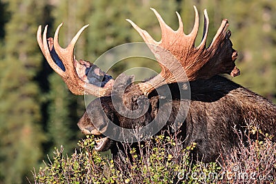 Shiras Bull Moose Stock Photo