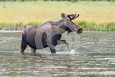 Shiras Bull Moose of The Colorado Rocky Mountains Stock Photo
