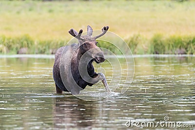 Shiras Bull Moose of The Colorado Rocky Mountains Stock Photo