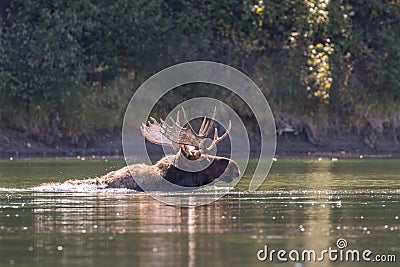 Shiras Bull Moose Swimming in River Stock Photo