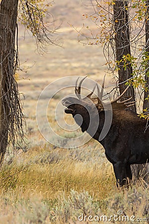 Shiras Moose Bull Rutting in Autumn Stock Photo