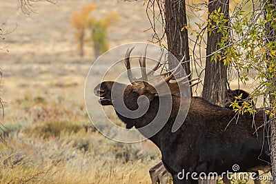 Shiras Moose Bull Rutting in Autumn in Wyoming Stock Photo