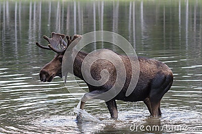 Shiras Moose of The Colorado Rocky Mountains Stock Photo