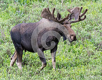 Shiras Moose of The Colorado Rocky Mountains Stock Photo