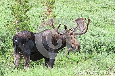 Shiras Moose of The Colorado Rocky Mountains Stock Photo