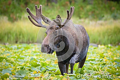 Shiras Moose of The Colorado Rocky Mountains Stock Photo