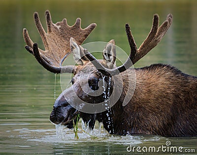 Shiras Moose in a Mountain lake. Stock Photo
