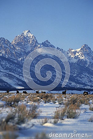 Shiras Moose and Mountains Stock Photo