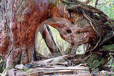 The Shiratani Unsuikyo Ravine - a green magnicicant gorge on Yakushima island in Japan Stock Photo