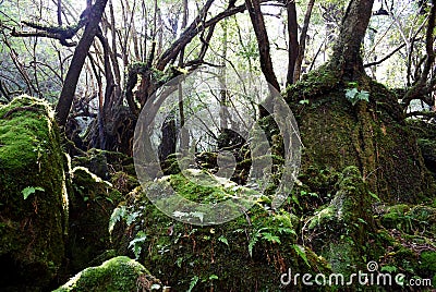 The Shiratani Unsuikyo Ravine - a green magnicicant gorge on Yakushima island in Japan Stock Photo