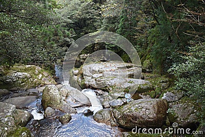 The Shiratani Unsuikyo Ravine - a green magnicicant gorge on Yakushima island in Japan Stock Photo