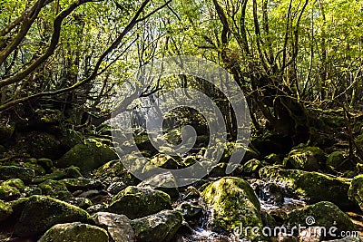 Shiratani Unsuikyo Ravine, Yakushima Japan Stock Photo