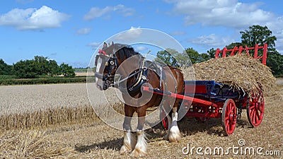 Shire Horse at a country show in England Stock Photo