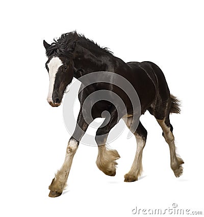 Shire horse foal galloping Stock Photo