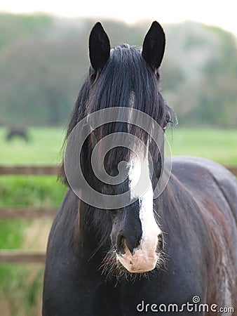 Shire Horse Head Shot Stock Photo