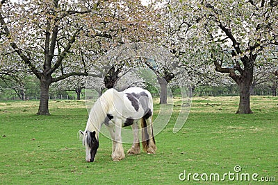 Shire horse in meadow orchard Stock Photo