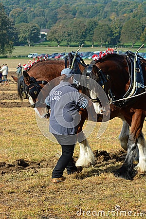 Shire Horse Ploughing competition Editorial Stock Photo