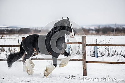 Shire horse Stock Photo