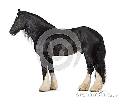 Shire Horse standing Stock Photo