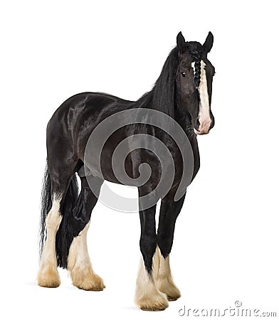 Shire Horse standing Stock Photo
