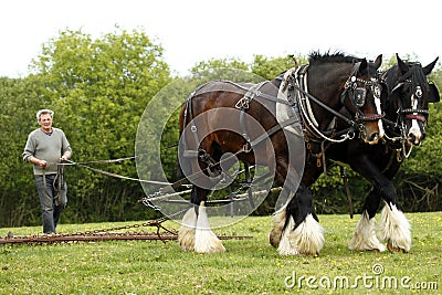 Shire Horse Team Work Stock Photo