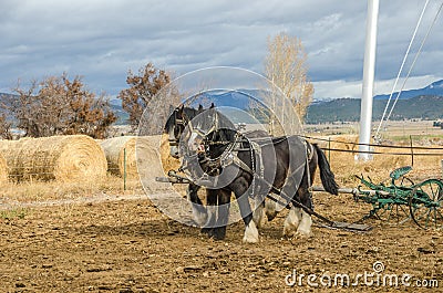 Shire Horses and Plow Stock Photo