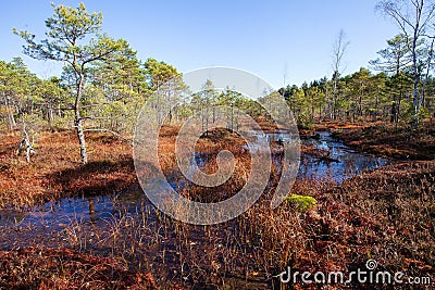 Shirkovets swamp in autumn colors Stock Photo