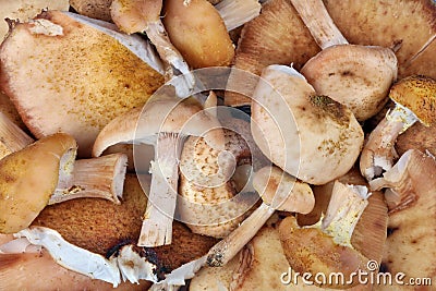 Shitake real forest tree mushrooms macro background Stock Photo