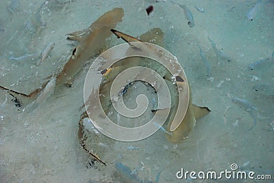 A Shiver of Sharks found frolicking together Stock Photo