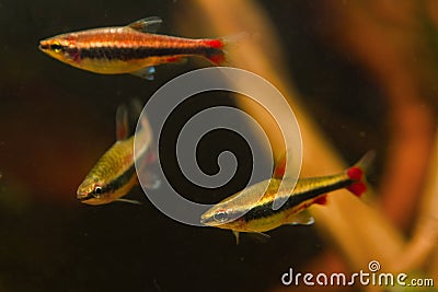 Shoal of adult pencilfish, legendary and easy to keep pets in biotope design aquarium, dim light with brown tannin stained water Stock Photo