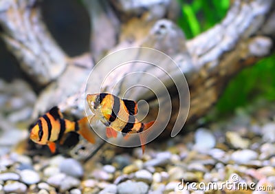 Shoal of aquarium fish Stock Photo