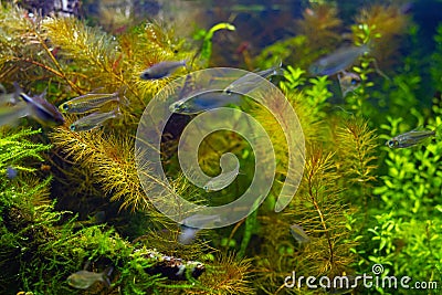 Shoal of blurred juvenile congo tetra fish swim in freshwater iwagumi aquascape, healthy colorful plants, Amano style Stock Photo