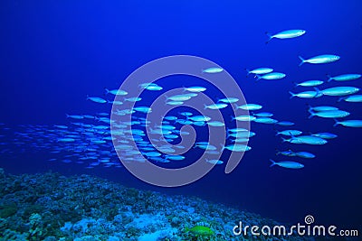 Shoal of Fish Stock Photo