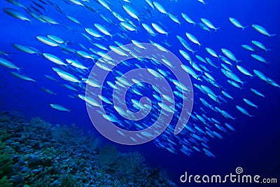 Shoal of Fish Stock Photo