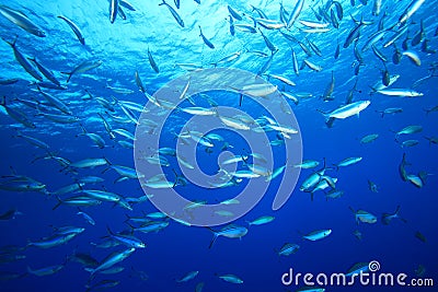 Shoal of Fish Stock Photo