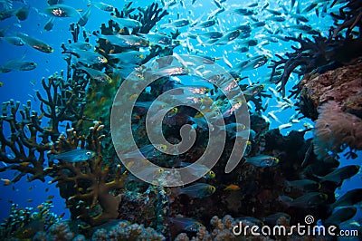 Shoal of Glassfish (Golden Sweepers) in clear blue water of the Red Sea Stock Photo